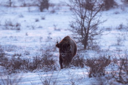 Photo for European bison during winter. Bison among the bushes. European nature. Big brown bull on the meadow. - Royalty Free Image