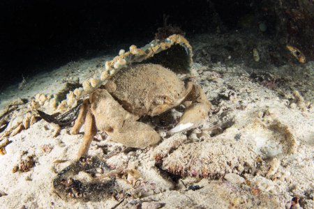 Téléchargez les photos : Le crabe éponge de Haan marche sur le fond pendant la plongée de nuit. Lauridromia dehaani à Raja Ampat. Le grand crabe brun se déplace sur le corail. - en image libre de droit