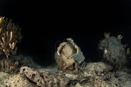 Téléchargez les photos : Le crabe éponge de Haan marche sur le fond pendant la plongée de nuit. Lauridromia dehaani à Raja Ampat. Le grand crabe brun se déplace sur le corail. - en image libre de droit