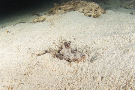 Foto de Diablo espinoso está caminando en el fondo durante la inmersión nocturna. Didáctico hostil en Raja Ampat. Pequeños peces escorpaenidae se esconden en la arena. - Imagen libre de derechos
