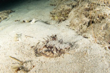 Foto de Diablo espinoso está caminando en el fondo durante la inmersión nocturna. Didáctico hostil en Raja Ampat. Pequeños peces escorpaenidae se esconden en la arena. - Imagen libre de derechos