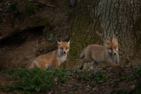 Téléchargez les photos : Renard roux près du terrier. Des petits renards jouent dans la forêt européenne. La faune sauvage en Europe. Petits animaux mignons pendant la journée. - en image libre de droit