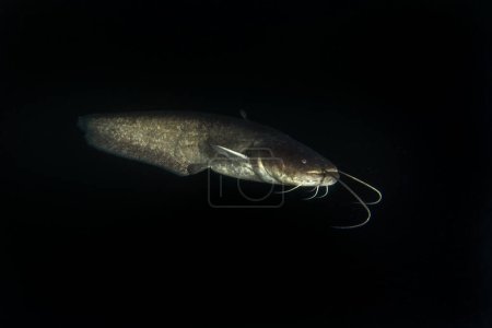 Foto de Wels bagre durante la inmersión nocturna. Catfish está nadando en el fondo del lago. Peces europeos en hábitat natural. Peces enormes con barbas largas. - Imagen libre de derechos
