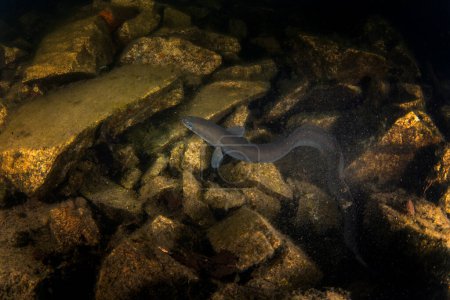 Foto de Anguila europea durante el buceo nocturno. La anguila está nadando en el fondo del lago. Peces europeos en hábitat natural. Buceo nocturno en el lago europeo. - Imagen libre de derechos