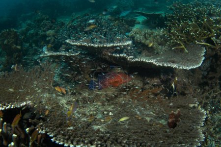 Foto de Cephalopholis miniata durante la inmersión en Raja Ampat. El mero de coral está tendido sobre el coral. Más grueso es el lecho marino. Pez naranja con manchas azules. - Imagen libre de derechos