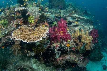 Téléchargez les photos : Mer abondante à Raja Ampat. Plongée sous marine en Indonésie. Fond plein de coraux, anémones et poissons - en image libre de droit