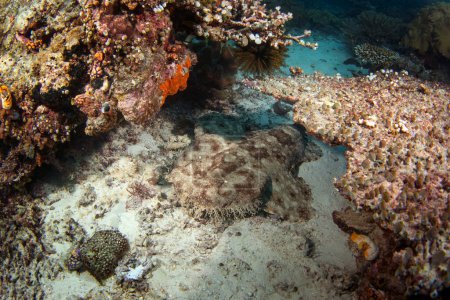 Foto de Tasselled wobbegong está recostado en la parte inferior durante el buceo. Eucrossorhinus dasypogon en Raja Ampat. Un gran tiburón escondido entre los corales. Indonesia wobbegong está durmiendo en el fondo del mar. - Imagen libre de derechos
