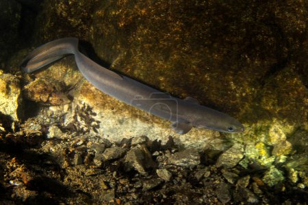 Foto de La anguila europea yace en el fondo. Anguila durante la noche bucear en el lago. Agua europea. - Imagen libre de derechos