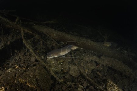 Téléchargez les photos : L'anguille européenne repose sur le fond. Anguille pendant la plongée de nuit dans le lac. Eau européenne. - en image libre de droit