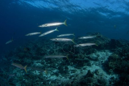 Foto de Barracuda de pico están nadando en el cardumen. Barracudas cerca del lecho marino en Raja Ampat. Indonesia paraíso marino. - Imagen libre de derechos