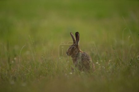 Photo for European hare is feeding on the meadow. Lepus europaeus on the meadow. Wildlife in Europe. - Royalty Free Image