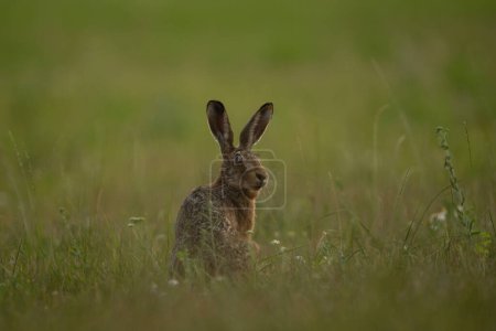 Photo for European hare is feeding on the meadow. Lepus europaeus on the meadow. Wildlife in Europe. - Royalty Free Image