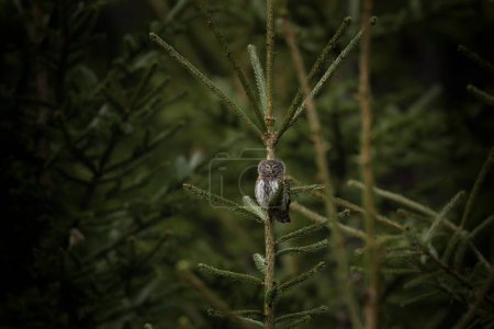 Téléchargez les photos : La chouette pygmée d'Eurasie est assise sur l'arbre. Glaucidium passerinum regarde les yeux dans les yeux. Petite chouette européenne. - en image libre de droit