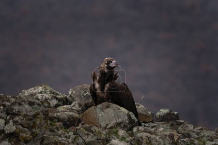 Foto de Buitre cinéreo en las montañas Rhodope. Buitre negro está buscando comida. Enorme buitre marrón en las montañas. - Imagen libre de derechos