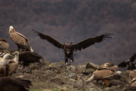 Photo for Black vulture is fighting against griffon vultures. Gyps fulvus and aegypius monachus are together in the Rhodope mountains. European nature. - Royalty Free Image