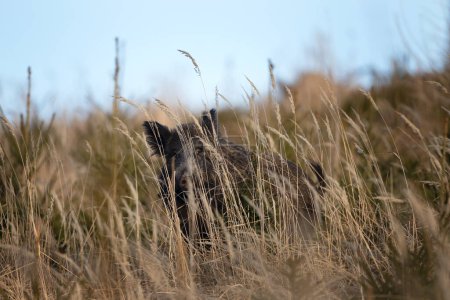 Téléchargez les photos : Le cochon sauvage regarde les yeux dans les yeux. Sanglier dans la prairie. Nature européenne. - en image libre de droit