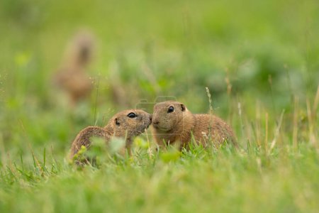 Photo for Ground squirrel is alert on the meadow - Royalty Free Image