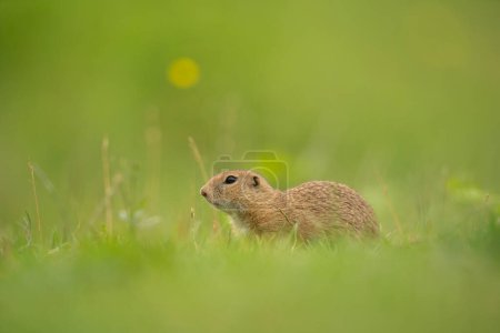 Téléchargez les photos : L'écureuil terrestre est en alerte sur la prairie - en image libre de droit