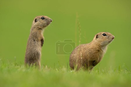 Téléchargez les photos : L'écureuil terrestre est en alerte sur la prairie - en image libre de droit