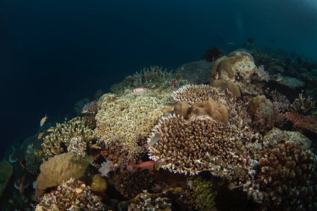 Foto de Abundante mar cerca del Raja Ampat. Rico ecosistema marino en Indonesia. Buceo exótico en el arrecife de coral. - Imagen libre de derechos