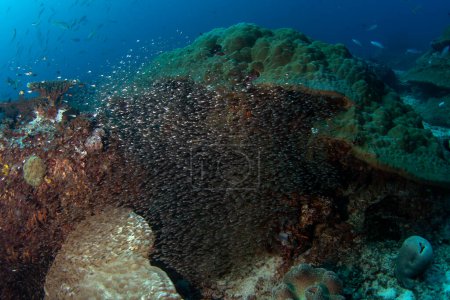 Foto de Robustos plateados durante la inmersión en Raja Ampat. Atherinomorus lacunosus se esconden en el fondo. Rico ecosistema marino en Indonesia. Buceo exótico en el arrecife de coral. Pequeño pez plateado en el gran cardumen. - Imagen libre de derechos