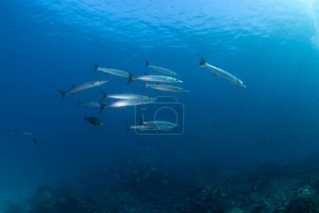 Foto de Barracudas Blackfin están nadando en el pequeño banco. Sphyraena qenie durante la inmersión en Raja Ampat. Depredador largo de peces plateados cerca del lecho marino. Vida marina en Indonesia. - Imagen libre de derechos