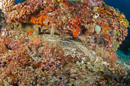 Téléchargez les photos : Le homard épineux peint se cache au fond de la roche. Panulirus versicolor pendant la plongée à Raja Ampat. Homard dans l'habitat naturel. - en image libre de droit