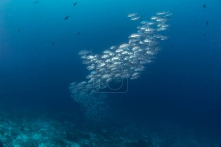 Foto de Andamios de arenque durante el buceo en Raja Ampat. Alepes Vari está nadando en el cardumen. Rico ecosistema marino en Indonesia. Buceo exótico en el arrecife de coral. - Imagen libre de derechos