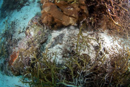 Téléchargez les photos : Scorpaenopsis barbata pendant la plongée à Raja Ampat. Scorpionfish barbu sur le fond marin en Indonésie. Vie marine. - en image libre de droit