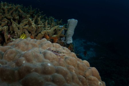 Foto de Pez lagarto abigarrado está acostado en el fondo del mar. Synodus variegatus durante la inmersión en Raja Ampat. Vida marina en Indonesia. - Imagen libre de derechos