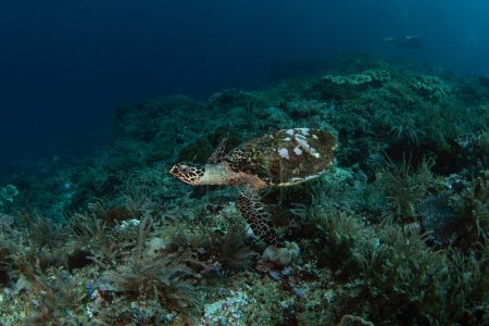 Téléchargez les photos : La tortue de Hawksbill est couchée sur le fond marin. Eretmochelys imbricata pendant la plongée à Raja Ampat. La vie marine en Indonésie. - en image libre de droit