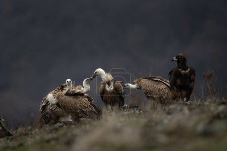 Téléchargez les photos : Les vautours griffons se tapissent dans les montagnes Rhodopes. Rare vautour fauve européen dans les montagnes. Vautour brun dans les montagnes de Bulgarie. - en image libre de droit
