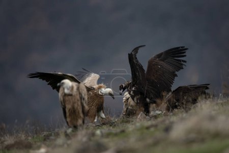 Photo for Cinereous vulture is fighting with griffon vultures in Rhodope mountains. Rare black vulture with european griffon vulture in the mountains. Black and brown vulture in Bulgaria mountains. - Royalty Free Image