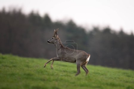 Foto de Ciervo de corzo durante el tiempo de fricción. El ciervo macho se queda en el prado. Naturaleza europea. - Imagen libre de derechos