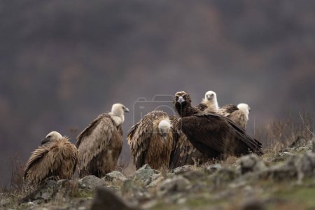 Téléchargez les photos : Cinereous vautour est assis avec des vautours griffons dans les montagnes Rhodopes. Rare vautour noir avec vautour fauve européen dans les montagnes. Vautour noir et brun dans les montagnes de Bulgarie. - en image libre de droit
