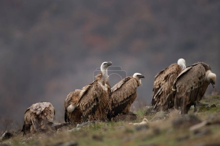 Photo for Griffon vultures are sitting in the Rhodope mountains. Gyps fulvus are looking for food. Massive brown bird with white head who eats carcass. European nature. - Royalty Free Image