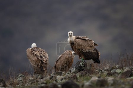 Photo for Griffon vultures are sitting in the Rhodope mountains. Gyps fulvus are looking for food. Massive brown bird with white head who eats carcass. European nature. - Royalty Free Image