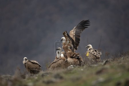 Téléchargez les photos : Les vautours griffons sont assis dans les montagnes Rhodopes. Gyps fulvus sont à la recherche de nourriture. Oiseau brun massif à tête blanche qui mange la carcasse. Nature européenne. - en image libre de droit