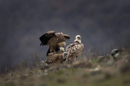 Foto de Los buitres leonados están sentados en las montañas Rhodope. Gyps Fulvus está buscando comida. Pájaro marrón masivo con cabeza blanca que come cadáveres. Naturaleza europea. - Imagen libre de derechos