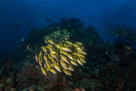 Téléchargez les photos : Lutjanus rufolineatus sur le fond marin de Raja Ampat. Snapper bordée d'or pendant la plongée en Indonésie. Banc de poissons jaunes près du fond. - en image libre de droit