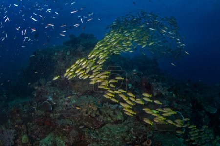 Téléchargez les photos : Lutjanus rufolineatus sur le fond marin de Raja Ampat. Snapper bordée d'or pendant la plongée en Indonésie. Banc de poissons jaunes près du fond. - en image libre de droit