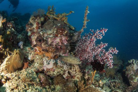 Téléchargez les photos : Epinephelus ongus près du fond marin de Raja Ampat. Tétras des nageoires pendant la plongée en Indonésie. Grouper se cache sous les coraux. - en image libre de droit