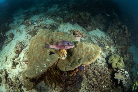 Foto de Pez cabra maníbar en el fondo marino de Raja Ampat. Parupeneus multifasciatus durante la inmersión en Indonesia. Peces purpuros yace sobre el coral. - Imagen libre de derechos