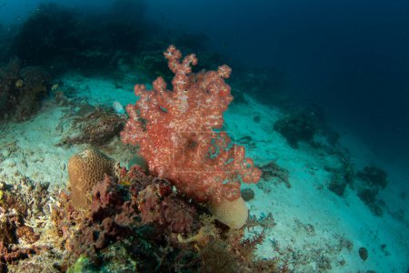 Téléchargez les photos : Gorgone rouge pendant la plongée à Raja Ampat. Dendronephthya sur le fond en Indonésie. Voyages exotiques. - en image libre de droit
