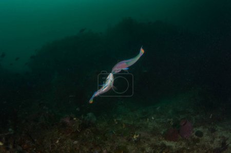 Foto de Princesa pez loro en el fondo del mar en Raja Ampat. Scarus taeniopterus durante la inmersión en Indonesia. Los peces loro están peleando entre ellos. Pescado azul con tiras moradas. - Imagen libre de derechos