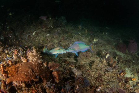 Téléchargez les photos : Princesse perroquet sur le fond marin de Raja Ampat. Scarus taeniopterus pendant la plongée en Indonésie. Les poissons perroquets se battent entre eux. Poisson bleu avec bandes violettes. - en image libre de droit