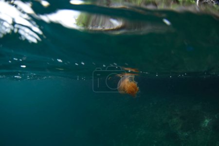 Téléchargez les photos : Nemopilema nomurai près du niveau de la mer en Raja Ampat. Stomolophus nomurai pendant la plongée en Indonésie. Méduses dans la forêt de mangroves. - en image libre de droit