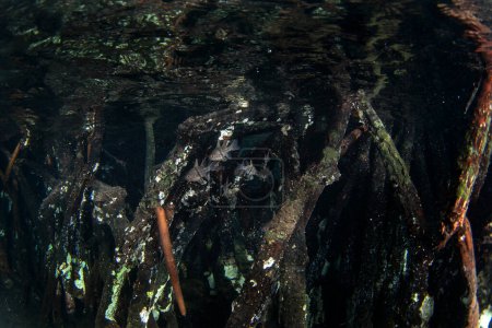 Foto de Pez cardenal orbiculado cerca del nivel del mar en Raja Ampat. Sphaeramia orbicularis durante la inmersión en Indonesia. Cardenalfish lunares se esconden en los manglares. - Imagen libre de derechos