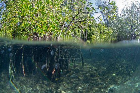 Foto de Aurelia aurita cerca del nivel del mar en Raja Ampat. Medusas lunares durante la inmersión en Indonesia. Medusas en el bosque de manglares. - Imagen libre de derechos