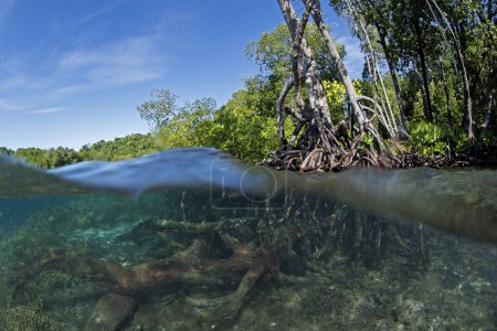 Téléchargez les photos : Forêt de mangroves à Raja Ampat. Bord de mer en Indonésie. Voyages exotiques. - en image libre de droit